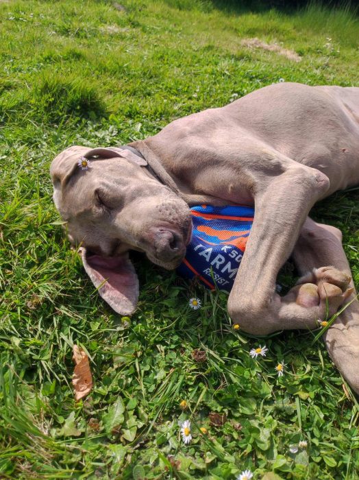 Chien paisiblement endormi dans l'herbe avec des fleurs et un ballon