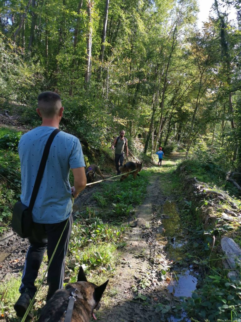 Balades éducatives et cours collectifs en forêt avec Adapt'Dog