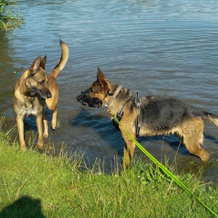 Rencontre entre deux chiens lors d'une séance de rééducation comportementale